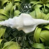 Undatus Sea Shell - Natural Beach Decor, Air Plant Holder, Terrarium Accent - 5 Inches & Up - Image 1