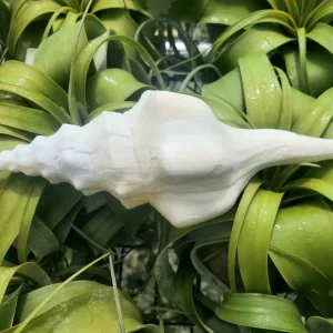 Undatus Sea Shell - Natural Beach Decor, Air Plant Holder, Terrarium Accent - 5 Inches & Up - Image 1