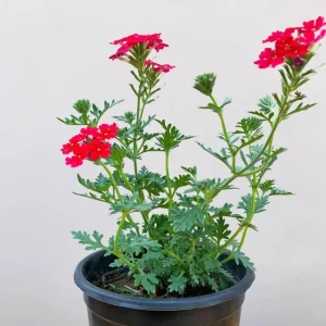 Verbena Homestead Red Live Plant - 2 Pack, 5-9