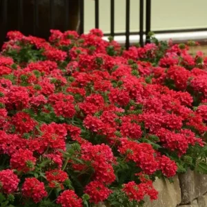 Verbena Homestead Red Live Plant - 2 Pack, 5-9
