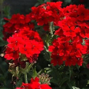 Verbena Homestead Red Live Plant - 2 Pack, 5-9