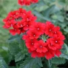 Verbena Homestead Red Live Plant - 2 Pack, 5-9" Tall, Glandularia Canadensis - Image 1