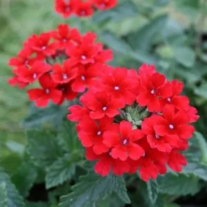 Verbena Homestead Red Live Plant - 2 Pack, 5-9