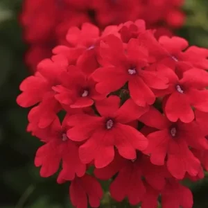 Verbena Homestead Red Live Plant - 2 Pack, 5-9