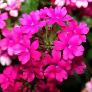 Verbena St. Paul Pink Live Plants - 2 Pack, 5-9