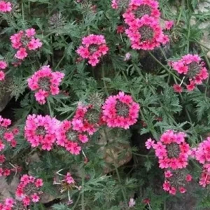 Verbena St. Paul Pink Live Plants - 2 Pack, 5-9