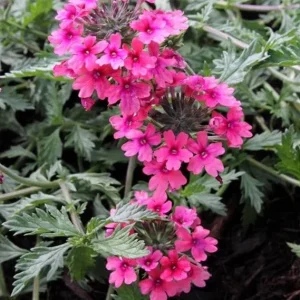 Verbena St. Paul Pink Live Plants - 2 Pack, 5-9