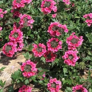Verbena St. Paul Pink Live Plants - 2 Pack, 5-9