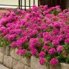 Verbena St. Paul Pink Live Plants - 2 Pack, 5-9" Tall, Pink Flowering Perennial - Image 1