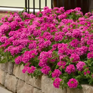 Verbena St. Paul Pink Live Plants - 2 Pack, 5-9