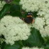Viburnum Dentatum 'Chicago Lustre' Live Plant - 5-7 Inch Starter Shrub - Image 1