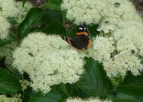 Viburnum Dentatum 'Chicago Lustre' Live Plant - 5-7 Inch Starter Shrub - Image 1