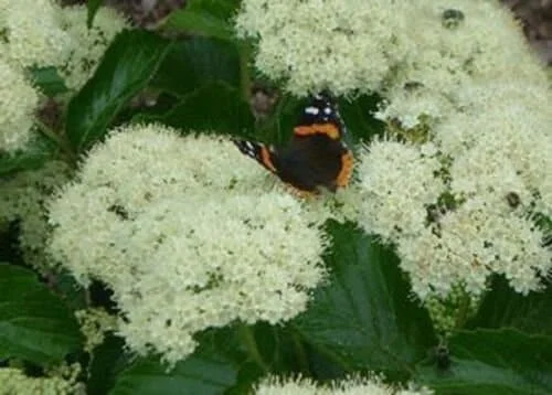Viburnum dentatum 'Deamii' Live Plant - 7 Inch Starter Shrub, White Flowers - Image 1