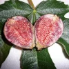 Violette de Bordeaux Fig Live Plant - Starter Tree, 5-7 Inch, Zone 6-10 - Image 1