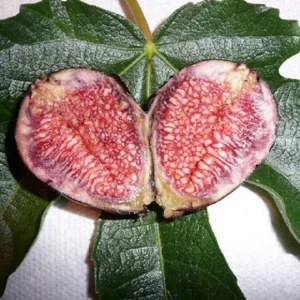 Violette de Bordeaux Fig Live Plant - Starter Tree, 5-7 Inch, Zone 6-10 - Image 1
