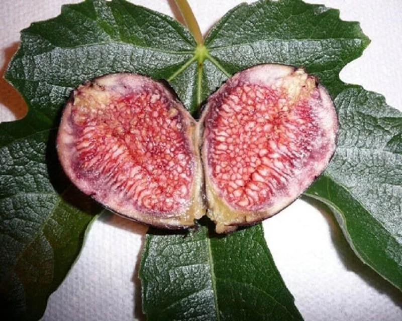 Violette de Bordeaux Fig Live Plant - Starter Tree, 5-7 Inch, Zone 6-10 - Image 1