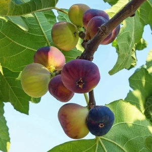 Violette de Bordeaux Fig Tree - Live Plant 5-9