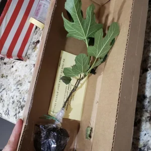 Violette de Bordeaux Fig Tree - Live Plant 5-9