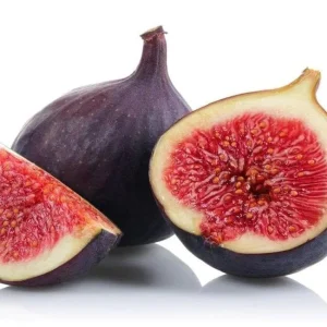 Violette de Bordeaux Fig Tree - Live Plant 5-9