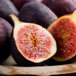 Violette de Bordeaux Fig Tree - Live Plant 5-9