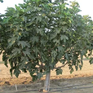 Violette de Bordeaux Fig Tree - Live Plant 5-9