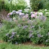 Vitex Rock Steady Chaste Tree Live Plant – 10-16 Inch Starter Shrub – Lavender Flowers - Image 1