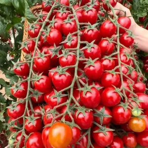 Waterfall Cherry Tomato Seeds - 150+ Ultra Sweet, Non-GMO, High Yield - Image 3