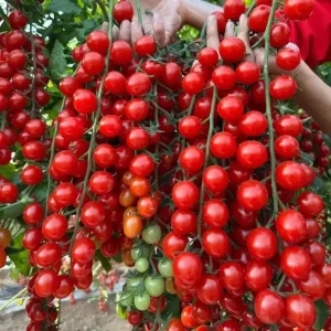 Waterfall Cherry Tomato Seeds - 150+ Ultra Sweet, Non-GMO, High Yield - Image 1