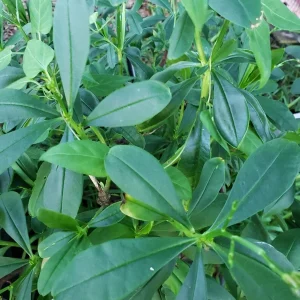 Waterleaf Spinach Live Plant - 4in Pot - Edible Greens Grown Indoors/Outdoors - Image 2
