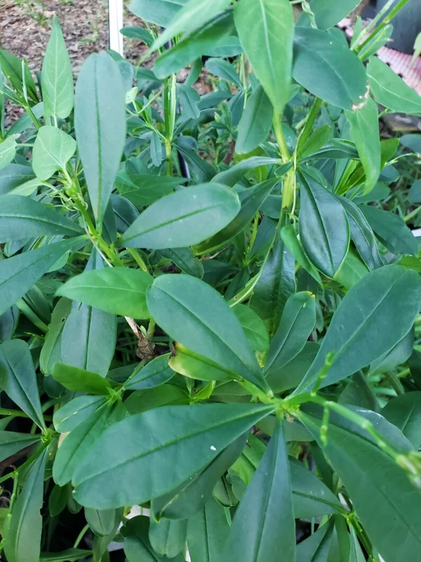 Waterleaf Spinach Live Plant - 4in Pot - Edible Greens Grown Indoors/Outdoors - Image 2
