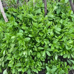 Waterleaf Spinach Live Plant - 4in Pot - Edible Greens Grown Indoors/Outdoors - Image 3