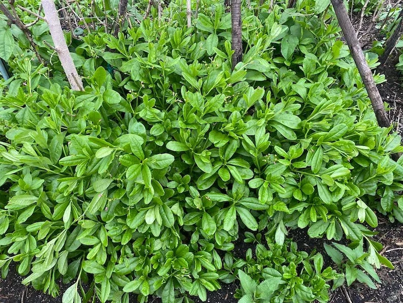 Waterleaf Spinach Live Plant - 4in Pot - Edible Greens Grown Indoors/Outdoors - Image 3