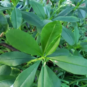 Waterleaf Spinach Live Plant - 4in Pot - Edible Greens Grown Indoors/Outdoors - Image 1