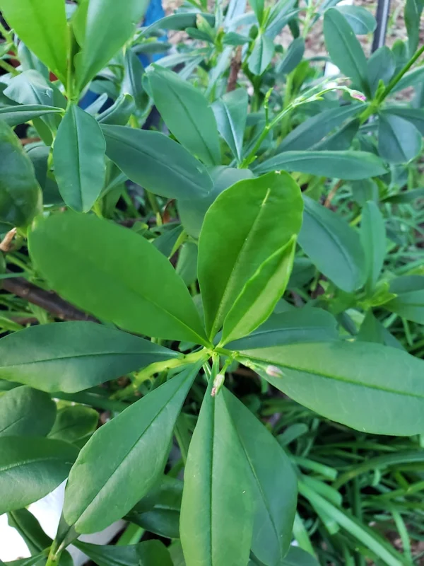 Waterleaf Spinach Live Plant - 4in Pot - Edible Greens Grown Indoors/Outdoors - Image 1