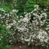 Weigela 'Wine and Spirits'- Starter Plant - APPROX 8-12 INCH - Image 1