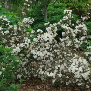 Weigela 'Wine and Spirits'- Starter Plant - APPROX 8-12 INCH - Image 1