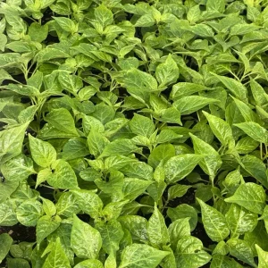 White Carolina Reaper Live Plants, Super Hot Pepper, 3-Pack, 75+ Days Old - Image 2