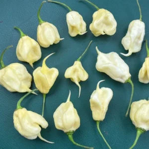 White Carolina Reaper Live Plants, Super Hot Pepper, 3-Pack, 75+ Days Old - Image 3