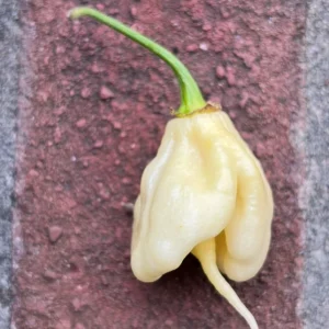 White Carolina Reaper Live Plants, Super Hot Pepper, 3-Pack, 75+ Days Old - Image 4
