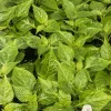 White Carolina Reaper Live Plants, Super Hot Pepper, 3-Pack, 75+ Days Old - Image 1