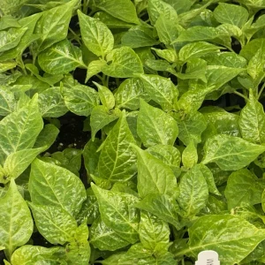 White Carolina Reaper Live Plants, Super Hot Pepper, 3-Pack, 75+ Days Old - Image 1
