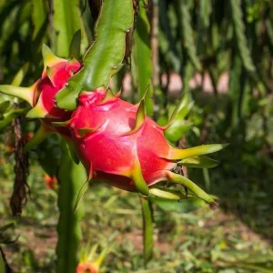White Dragon Fruit Live Plant, 4in Pot, Pitaya Hylocereus Undatus - Image 1