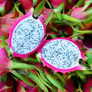 White Dragon Fruit Live Plant, 4in Pot, Pitaya Hylocereus Undatus - Image 2