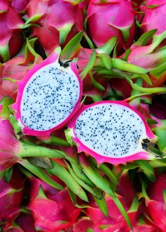 White Dragon Fruit Live Plant, 4in Pot, Pitaya Hylocereus Undatus - Image 2