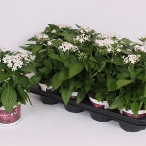 White Egyptian Star Flower Live Plant Pentas Lanceolata | 2 Pack, 5-9