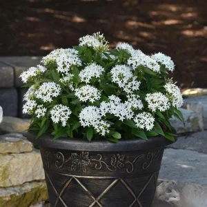 White Egyptian Star Flower Live Plant Pentas Lanceolata | 2 Pack, 5-9