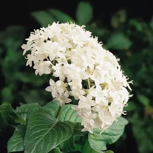 White Egyptian Star Flower Live Plant Pentas Lanceolata | 2 Pack, 5-9
