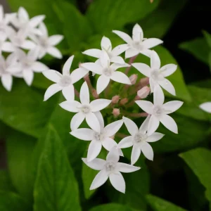White Egyptian Star Flower Live Plant Pentas Lanceolata | 2 Pack, 5-9