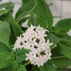 White Egyptian Star Flower Live Plant Pentas Lanceolata | 2 Pack, 5-9