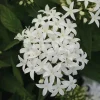 White Egyptian Star Flower Live Plant Pentas Lanceolata | 2 Pack, 5-9" Tall - Image 1